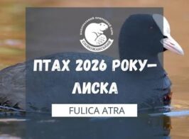 зображення Viber 2026 09 28 08 50 19 678