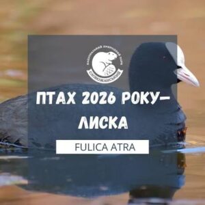 зображення Viber 2026 09 28 08 50 19 678
